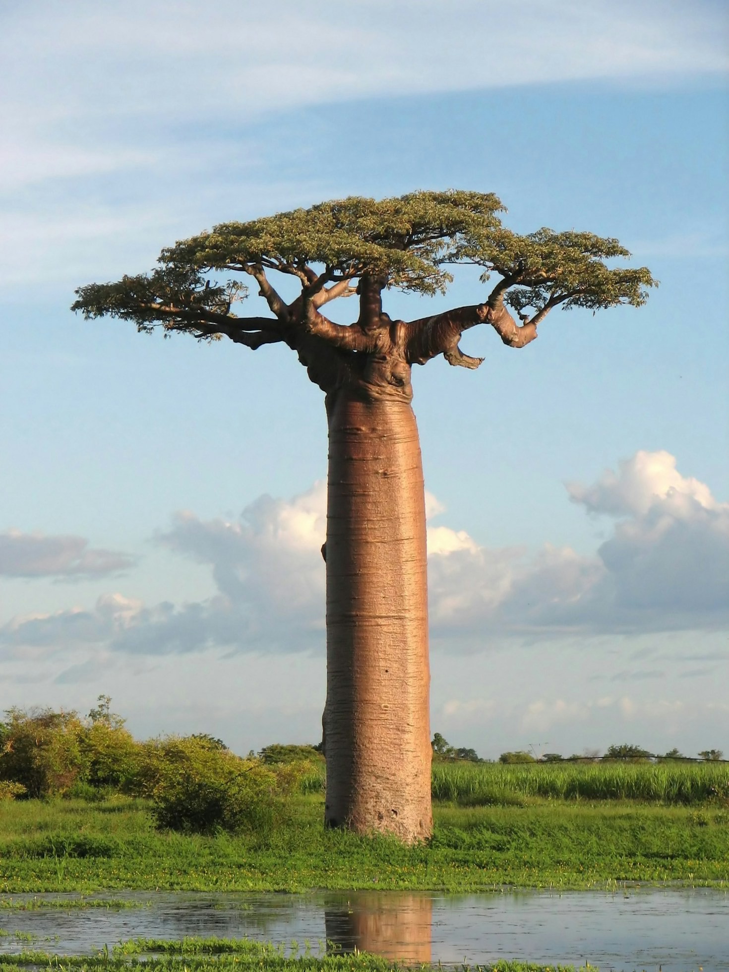 How Regenerative Farming Restores African Soil Health