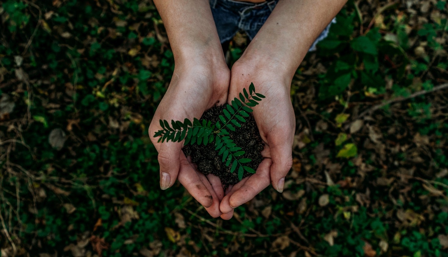 The Impact Of Carbon Credits On Smallholder Livelihoods