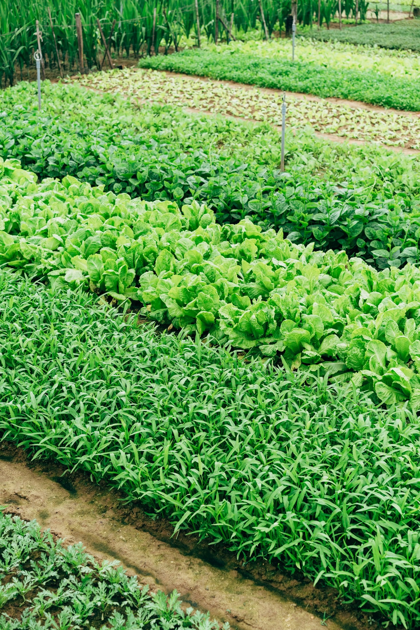 Why Sustainable Agriculture Matters For Our Future